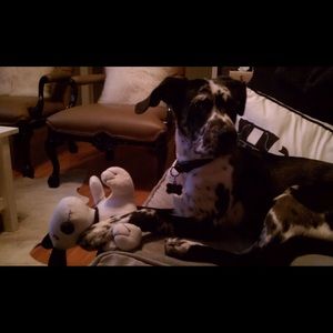 Meet your Posher, Nina